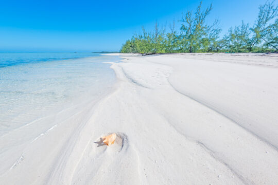 Perfect white-sand beach with a conch shell and casuarina trees