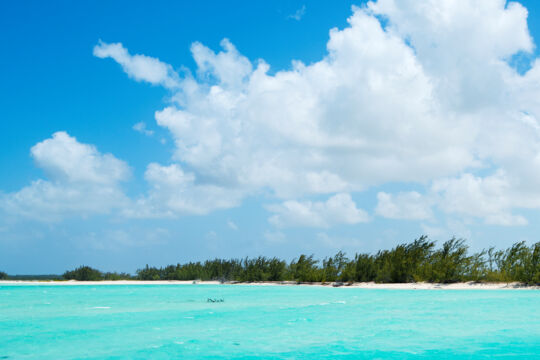 The casuarina trees and white-sand beach at Dickish Cay