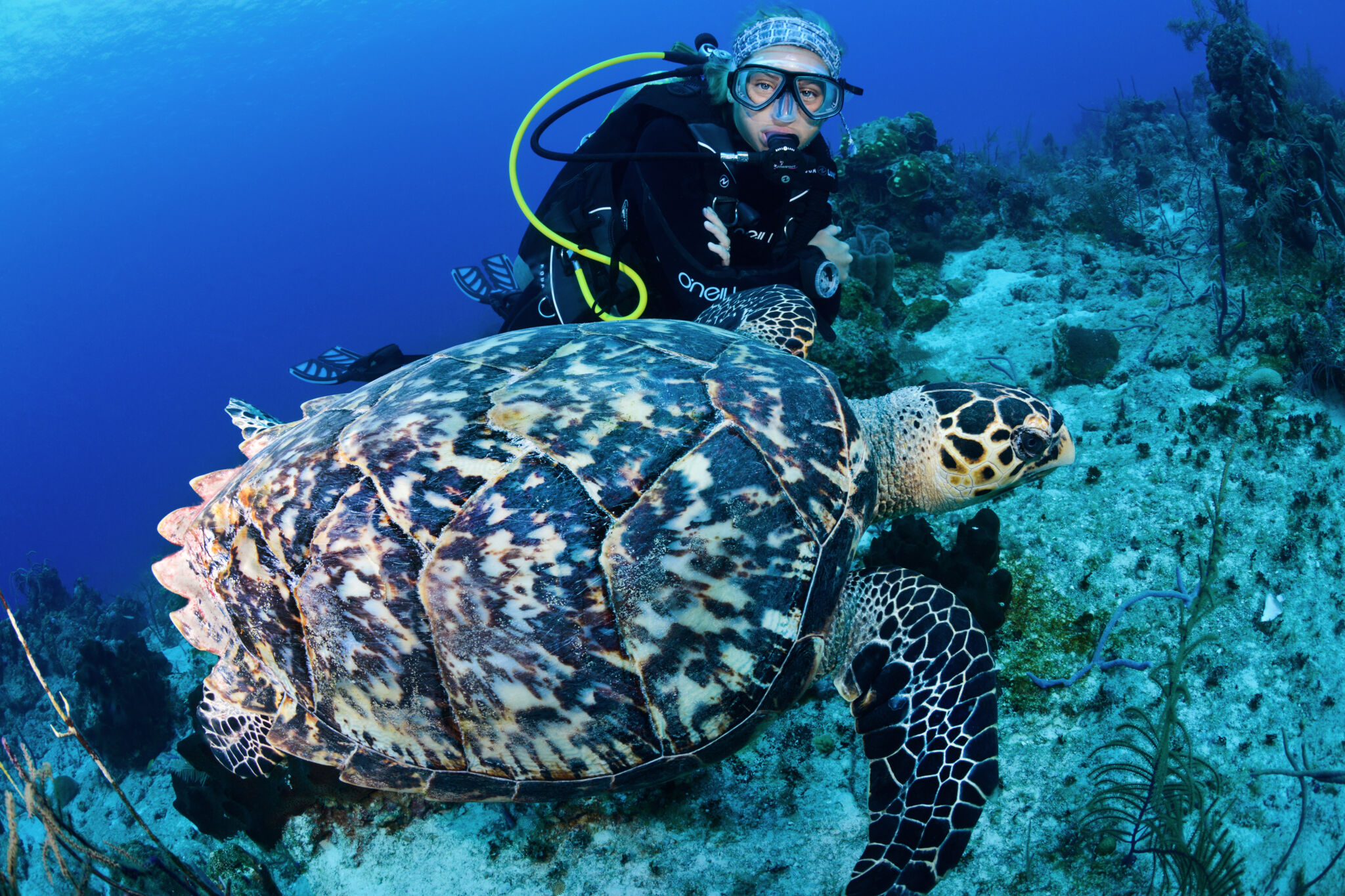 Dive Provo | Visit Turks and Caicos Islands