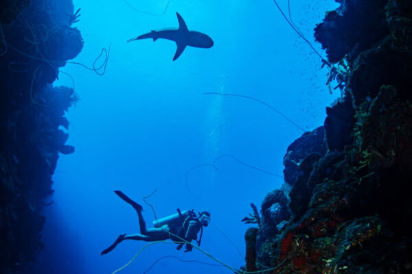 Wall dive site in the Turks and Caicos with shark and diver