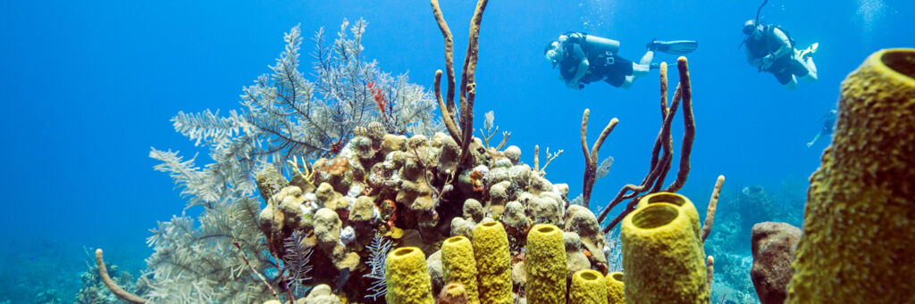 Scuba divers with soft coral and tube sponges in the Turks and Caicos