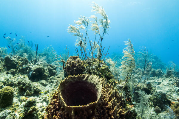 Giant barrel sponge on the barrier reef and wall