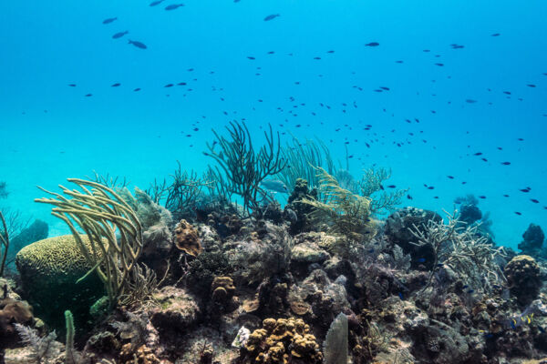 Coral formations and blue chromis fish at the English Point dive site off Grand Turk