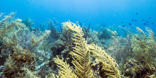 North Caicos and Middle Caicos scuba diving