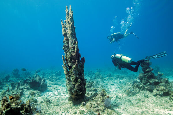 Coral pillar formation at the Gully at Northwest Point Marina National Park