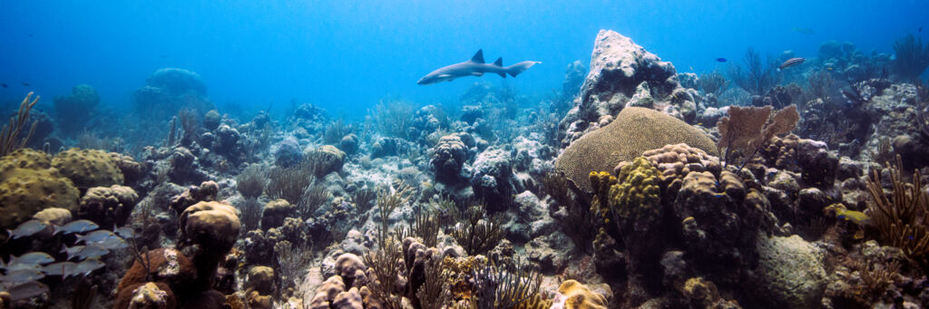 Vibrant coral and nurse shark at the Grace Bay barrier reef