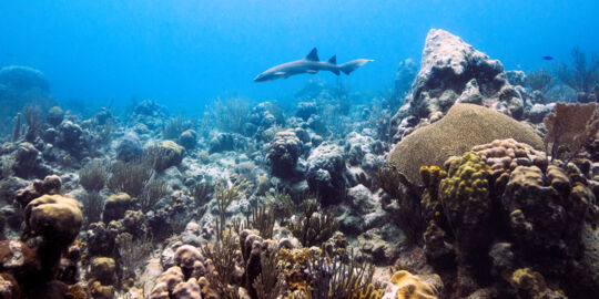 Vibrant coral and nurse shark at the Grace Bay barrier reef
