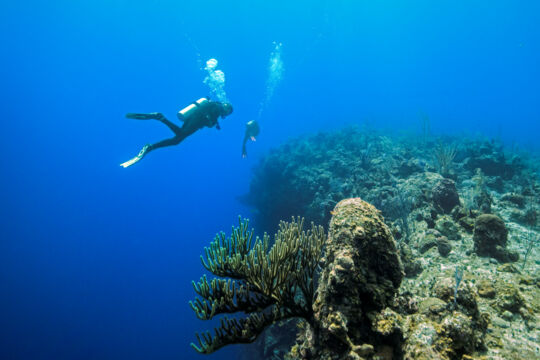 the best scuba diving