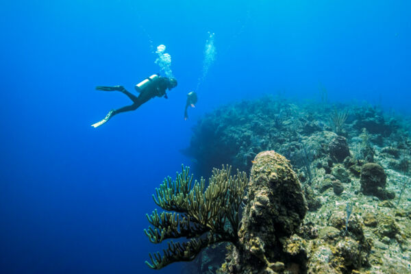 Coral and the abrupt underwater wall at French Cay