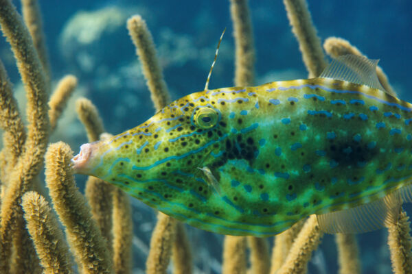 Scrawled filefish close-up and soft coral