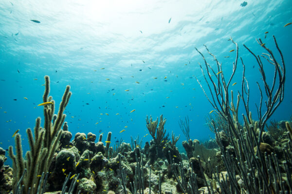 The barrier reef and wrasse at Grace Bay