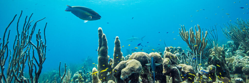 Stoplight parrot fish, wrasse, and grey reef shark on the Providenciales barrier reef