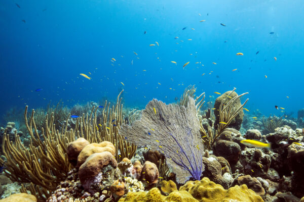 Sea fan and blue and yellow wrasse fish at the Grace Bay barrier reef