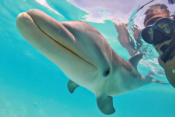 Dreamer the Dolphin in Turks and Caicos