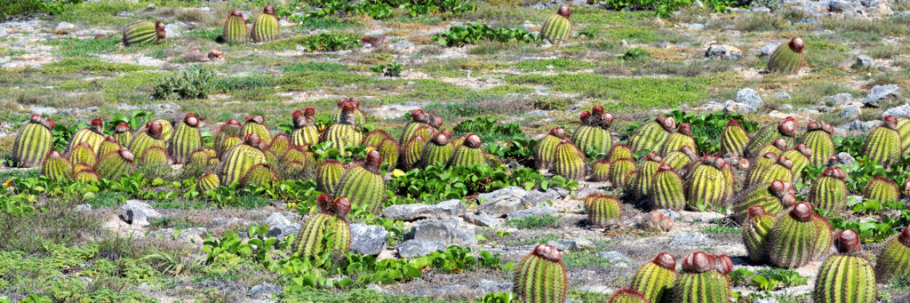 Turk's head cacti on East Cay in the Turks and Caicos.