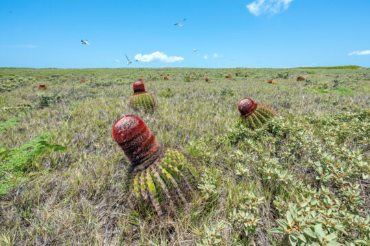 Turk's head cacti and low coastal vegetation on East Cay