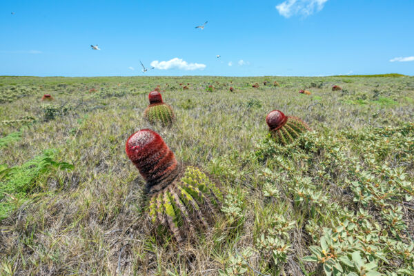 Turks Head Cacti and low coastal vegetation on East Cay