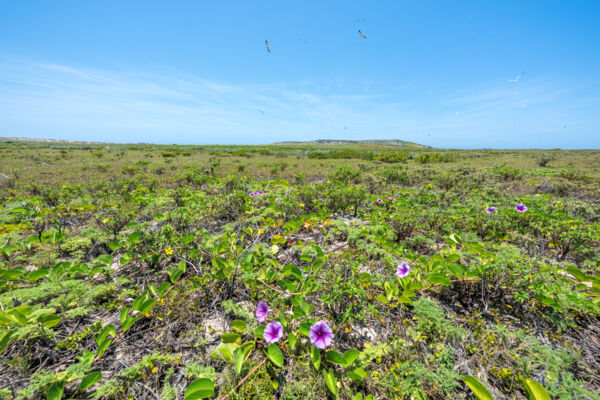 Vines and birds on East Cay