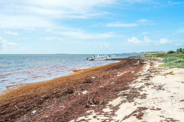 Sargassum and a sailboat wreck on East Side Beach on Grand Turk