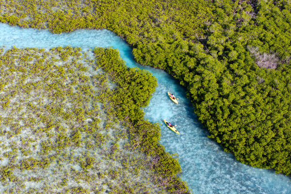 Overhead view of kayaks in a mangrove creek in the Caicos Islands.