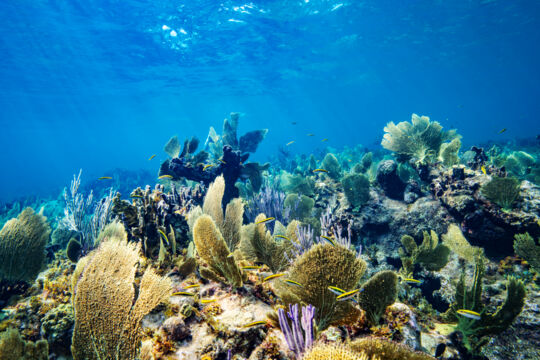 Sea fans on the Turks and Caicos Barrier Reef.