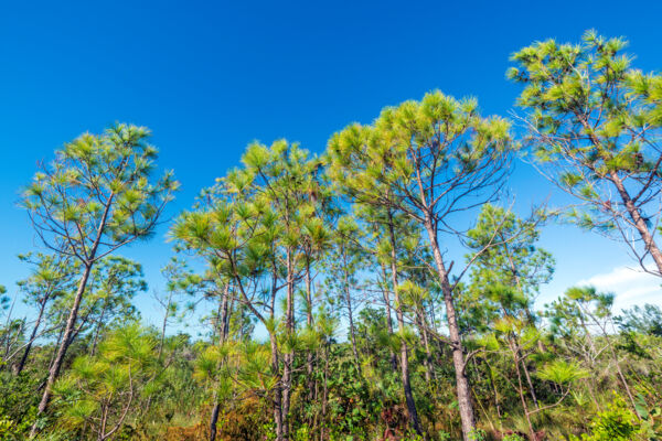 Caicos Pine forest on Pine Cay