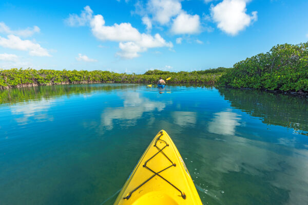 Red mangrove estuary in Turks and Caicos