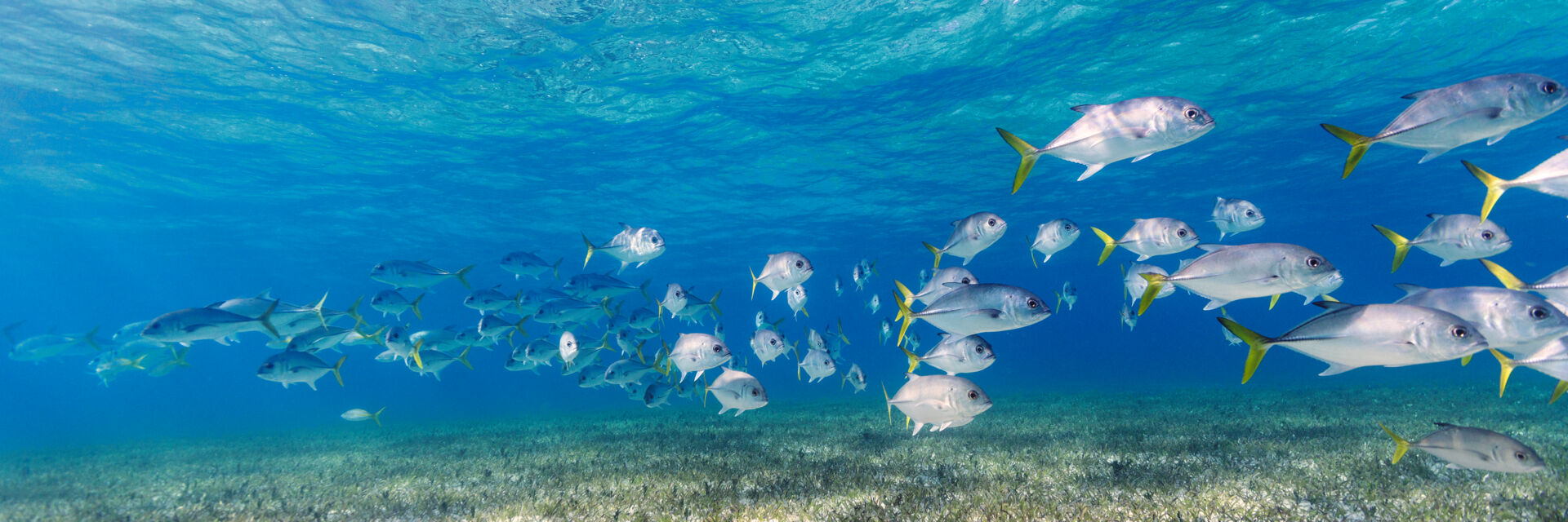 Turks And Caicos Fishing Chart