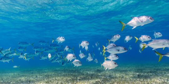 School of horse-eye jacks and sea grass in the clear ocean water off of Providenciales