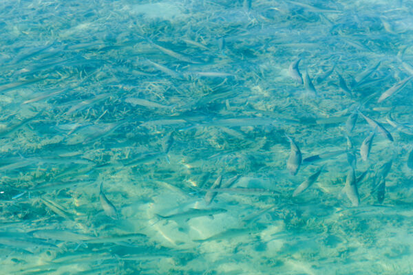 School of bonefish in shallow water near Providenciales