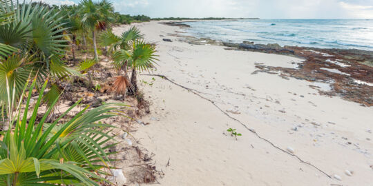 Thatch palms growing on a dune at Flamingo Creek Bay beach in the Turks and Caicos