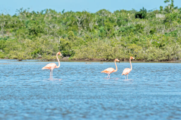 Flamingos at Flamingo Creek Bay