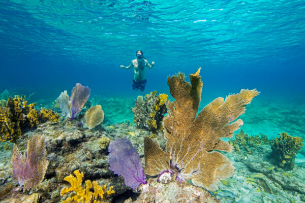 Sea fans and snorkeler at reef off Flamingo Creek Bay in Turks and Caicos