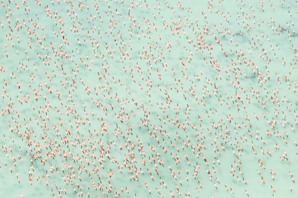 A large flamboyance of flamingos in the Turks and Caicos