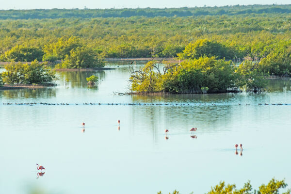 Flamingo Pond Overlook on North Caicos in the Turks and Caicos