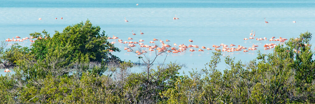 Flamingos and bird life at Flamingo Pond Overlook