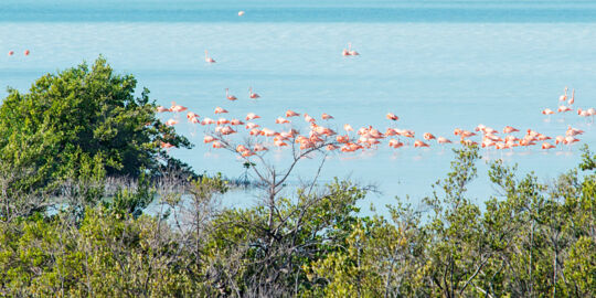 Flamingos and bird life at Flamingo Pond Overlook