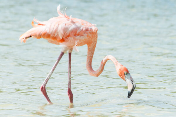 Caribbean Flamingo (Phoenicopterus ruber) in the Turks and Caicos