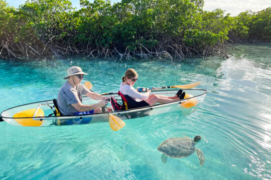 Couple kayaking beside a sea turtle in a turquoise channel. 