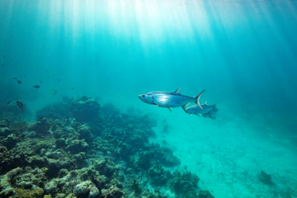 Large tarpon at a reef in the Turks and Caicos.