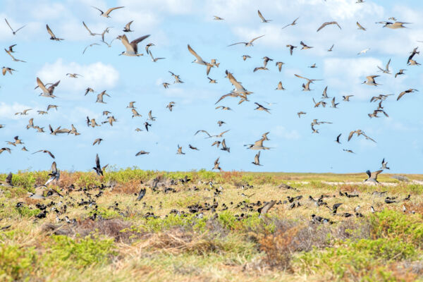 Sooty terns and brown noddies on French Cay in the Turks and Caicos
