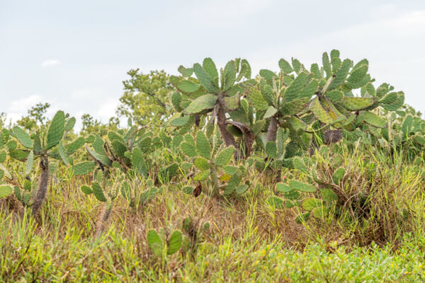 Pear cactus on French Cay