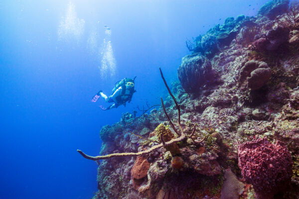 Scuba diving on the wall near French Cay