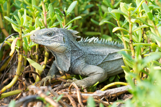 Turks and Caicos Islands rock iguana on French Cay