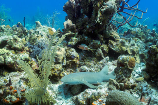 Nurse shark on a reef