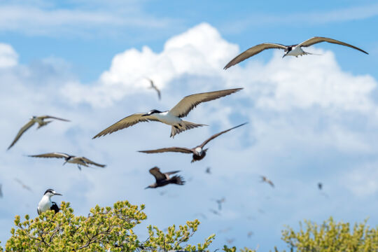 Sooty terns in flight