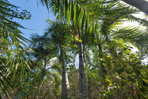 Buccaneer palms in the Turks and Caicos