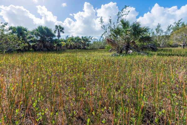 Sabal palms in a nature reserve in the Turks and Caicos