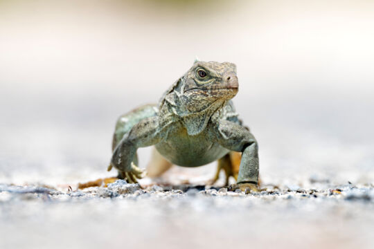 Young Turks and Caicos Rock Iguana. 