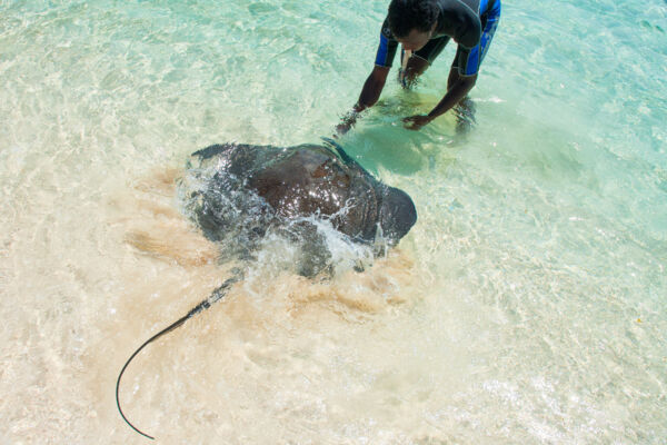 A friendly stingray at Gibbs Cay near Grand Turk